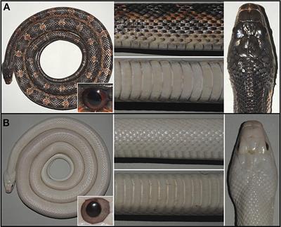 Characterization of the Leucistic Texas Rat Snake Pantherophis obsoletus